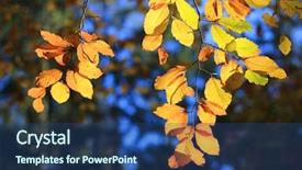  Presentation with forest in africa - Amazing slide set having nice autumn branch in sunny backdrop and a ocean colored foreground