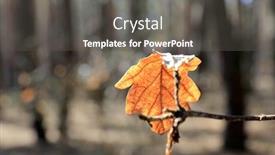  Presentation with oak tree - Colorful PPT theme enhanced with nice-autumn-dry-oak-leaf backdrop and a dark gray colored foreground