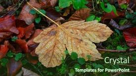  Presentation with water leaf - Beautiful presentation theme featuring nice-autumn-leaf-with-water backdrop and a tawny brown colored foreground