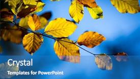  Presentation with tree - PPT theme having nice autumn leafage on tree background and a teal colored foreground