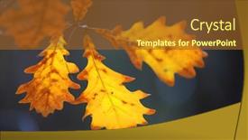 Presentation with oak - Amazing PPT theme having nice autumn oak twig soft photo backdrop and a tawny brown colored foreground
