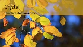  Presentation with forest - PPT theme enhanced with nice autumn twig in sunny background and a gold colored foreground