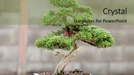  Presentation with bonsai - Audience pleasing theme consisting of miniature gardens - nice bonsai in the garden backdrop and a seafoam green colored foreground