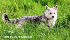  Presentation with grass - PPT theme consisting of nice-dog-in-the-grass background and a tawny brown colored foreground