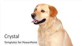  Presentation with dog - Colorful presentation enhanced with nice dog labrador breed isolated backdrop and a  colored foreground