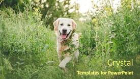  Presentation with meadow - Slides consisting of nice-dog-running-on-blooming background and a tawny brown colored foreground