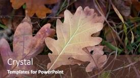  Presentation with oak forest - Audience pleasing slide set consisting of nice-dry-autumn-oak-leaf backdrop and a tawny brown colored foreground