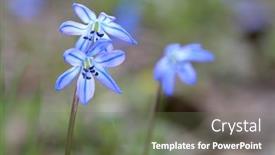  Presentation with first - Beautiful presentation featuring nice-first-spring-flowers-scilla backdrop and a ocean colored foreground