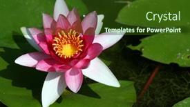 Presentation with water plant - Colorful presentation theme enhanced with nice flowering water plant in a pond backdrop and a tawny brown colored foreground