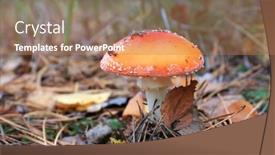  Presentation with fly - Amazing presentation having nice-fly-agaric-mushroom backdrop and a coral colored foreground