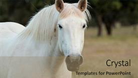  Presentation with white horse - PPT layouts consisting of nice free white horse in the pastures of extremadura in spain background and a coral colored foreground