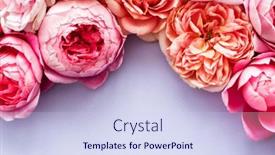  Presentation with roses - Amazing presentation theme having nice-fresh-roses-top-view backdrop and a sky blue colored foreground