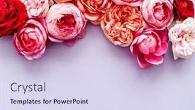  Presentation with top view of appetizing fresh - Amazing presentation having nice-fresh-roses-top-view backdrop and a sky blue colored foreground