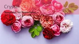  Presentation with roses - Beautiful presentation theme featuring nice-fresh-roses-top-view backdrop and a red colored foreground