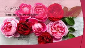  Presentation with roses - Presentation with nice-fresh-roses-top-view background and a red colored foreground