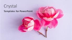  Presentation with roses - Presentation with nice-fresh-roses-top-view background and a sky blue colored foreground