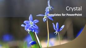  Presentation with spring - Amazing slide deck having nice-fresh-wild-scilla-bifolia backdrop and a gray colored foreground