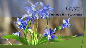  Presentation with forest morning - Colorful slide set enhanced with nice-fresh-wild-spring-flowers backdrop and a light blue colored foreground