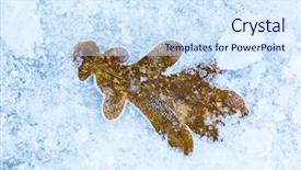  Presentation with frozen - Beautiful PPT theme featuring nice frozen oak leaf backdrop and a sky blue colored foreground
