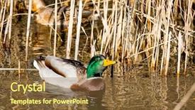  Presentation with cane - Slide deck with nice funny duck swim on river among cane sprouts background and a tawny brown colored foreground