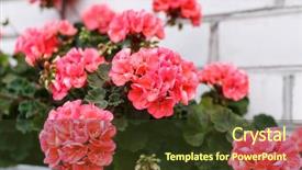  Presentation with geranium - Presentation enhanced with nice geranium background and a tawny brown colored foreground