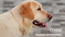  Presentation with golden - Slide deck having nice-golden-labrador-dog-showing background and a gray colored foreground