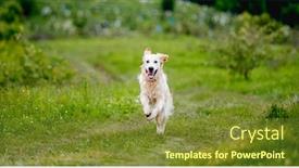  Presentation with dog - Beautiful presentation design featuring nice-golden-retriever-dog-running backdrop and a tawny brown colored foreground