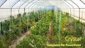  Presentation with green house - Colorful presentation design enhanced with nice-green-house-with-plants backdrop and a tawny brown colored foreground