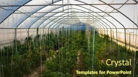  Presentation with green house - Audience pleasing slide set consisting of nice-green-house-with-plants backdrop and a tawny brown colored foreground