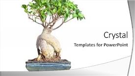  Presentation with bonsai - PPT theme enhanced with nice little bonsai tree background and a white colored foreground