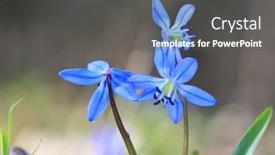  Presentation with spring - Amazing slide set having nice-macro-of-spring-wild backdrop and a dark gray colored foreground