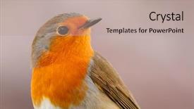  Presentation with bird - Presentation design consisting of nice orange red plumage background and a coral colored foreground