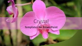  Presentation with orchid - Beautiful PPT layouts featuring nice-orchid-flower-macro-shoot backdrop and a lilac colored foreground