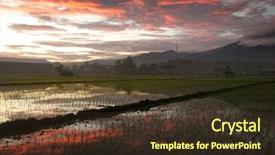  Presentation with paddy field - Audience pleasing presentation design consisting of nice paddy field with sunrise backdrop and a tawny brown colored foreground