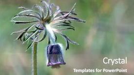  Presentation with flower - Slide deck having nice-pascue-flower-macro-shoot background and a gray colored foreground