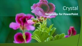  Presentation with garden - Presentation theme consisting of nice-pelargonium-in-the-garden background and a ocean colored foreground