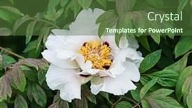  Presentation with peony - Audience pleasing presentation theme consisting of nice-peony-in-the-garden backdrop and a tawny brown colored foreground