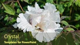  Presentation with peony - Amazing presentation having nice-peony-in-the-garden backdrop and a tawny brown colored foreground