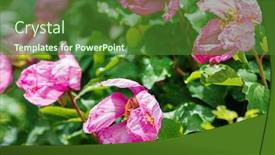  Presentation with peony - Beautiful presentation theme featuring nice-peony-in-the-garden backdrop and a forest green colored foreground