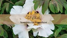  Presentation with peony - Presentation design consisting of nice-peony-in-the-garden background and a coral colored foreground