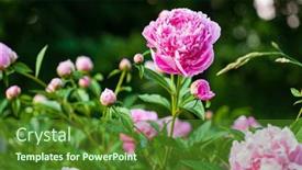  Presentation with peony - Presentation theme enhanced with nice-peony-in-the-garden background and a forest green colored foreground
