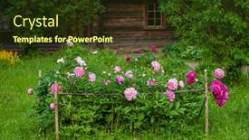  Presentation with peony - Colorful presentation theme enhanced with nice-peony-in-the-garden backdrop and a tawny brown colored foreground