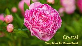  Presentation with peony - Cool new PPT layouts with nice-peony-in-the-garden backdrop and a tawny brown colored foreground