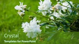  Presentation with peony - Slide deck enhanced with nice-peony-in-the-garden background and a tawny brown colored foreground