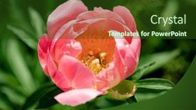  Presentation with peony - Presentation theme featuring nice-peony-in-the-garden background and a tawny brown colored foreground
