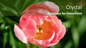  Presentation with peony - Presentation consisting of nice-peony-in-the-garden background and a tawny brown colored foreground