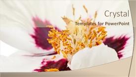  Presentation with peony - Slides consisting of nice-peony-on-the-white background and a lemonade colored foreground