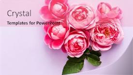  Presentation with singled green pink rose - Presentation theme consisting of nice-pink-roses-top-view background and a coral colored foreground