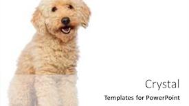  Presentation with poodle - PPT theme consisting of nice-poodle-dog-isolated background and a white colored foreground