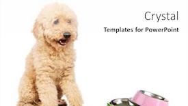  Presentation with poodle - Cool new slide deck with nice poodle dog isolated on white backdrop and a white colored foreground